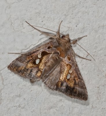 Winter Moth