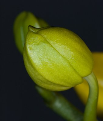  Phaleanopsis Orchid Bud