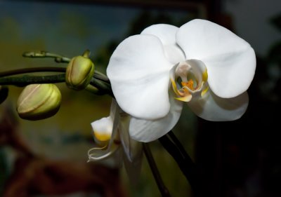 Phalaenopsis  Orchid