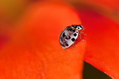 Ash-gray Ladybug