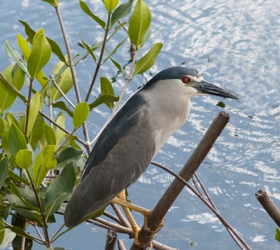 Black-crown Heron