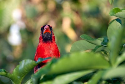 Papa Cardinal - The Look