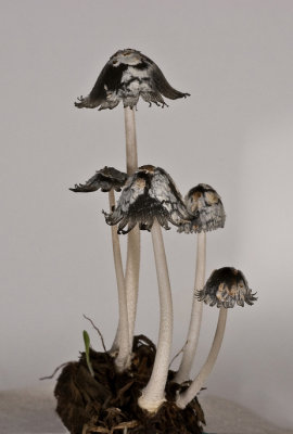 Mushroom Bloom