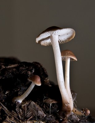 Mushrooms - 4  Again