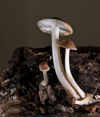 Mushrooms - Almost 4