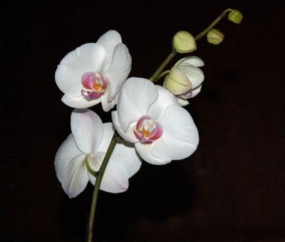 Phaleanopsis Orchid