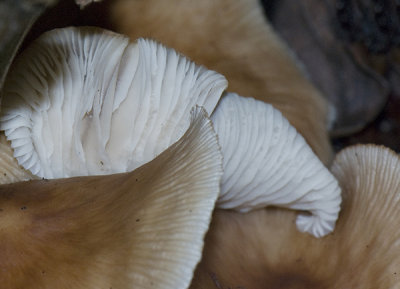 Mushroom Detail