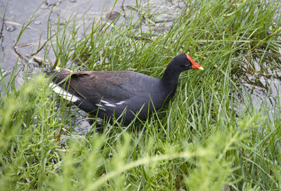 Hawaiian Moorhen