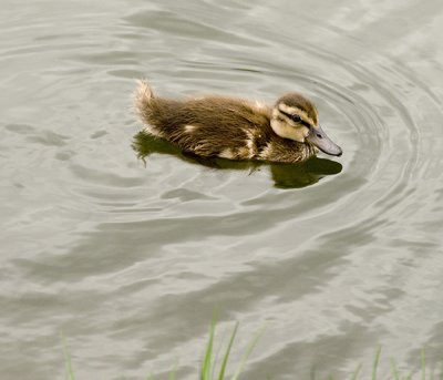 Little Quacker