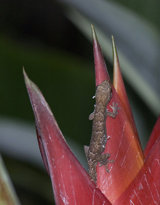 Heleconia Gecko