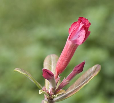 Adenium - Desert Rose