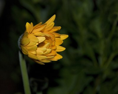 Gerbera Daisy - Yellow