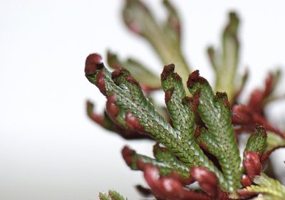 Ruby-Red Clubmoss