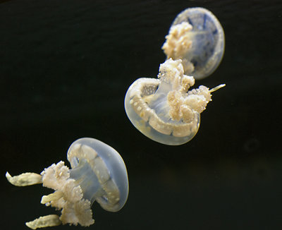 Lagoon Jellyfish - Mastigias papua