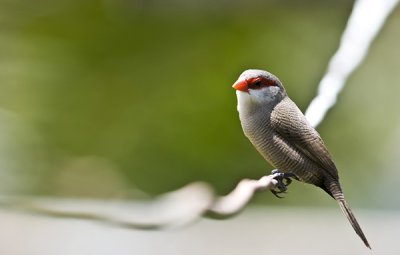 Red-Eared Finch