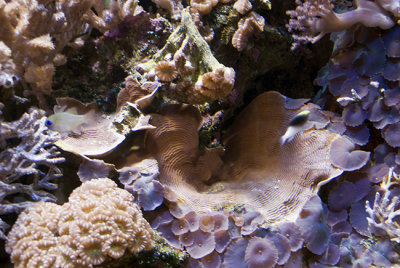 Soft Corals and Polyps
