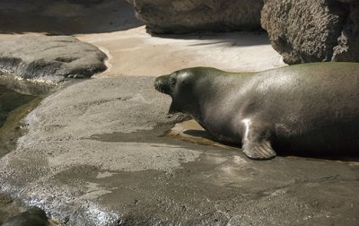 Barking Monk Seal