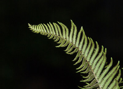 Fern Frond and Spores