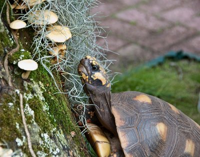 Mushroom Nibbler - Closeup