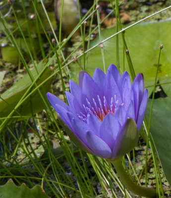 Waterlily Punaluu Blue