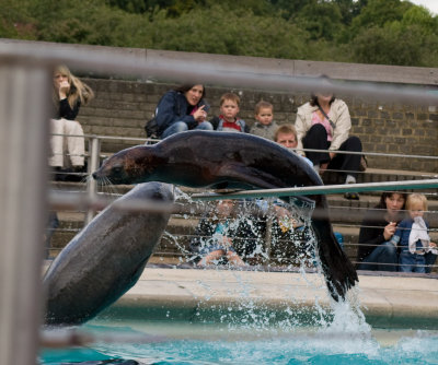 Sea Lion Pole Dancing? 080902 Whipsnade Safari Park 17699.jpg
