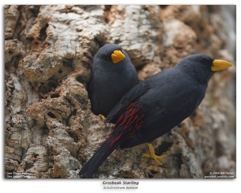 Grosbeak Starling