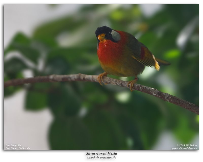 Silver-eared Mesia