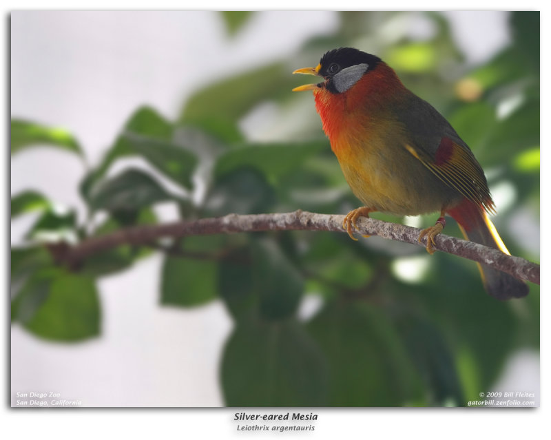 Silver-eared Mesia