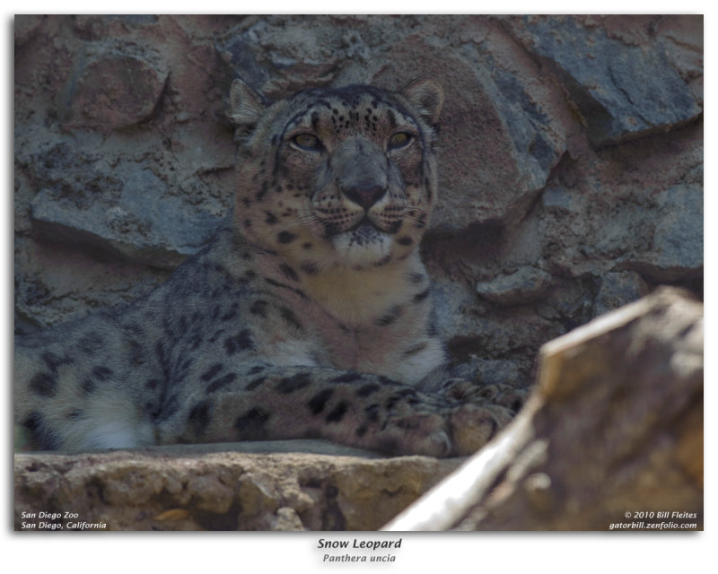 Snow Leopard