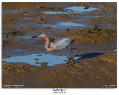 Reddish Egret in Flight Burst Sequence