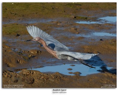 Reddish Egret in Flight Burst Sequence