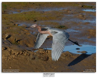 Reddish Egret in Flight Burst Sequence