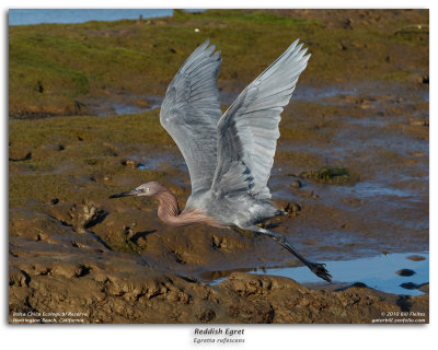 Reddish Egret in Flight Burst Sequence