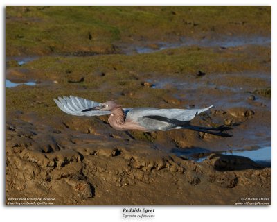 Reddish Egret in Flight Burst Sequence