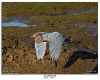 Reddish Egret in Flight Burst Sequence