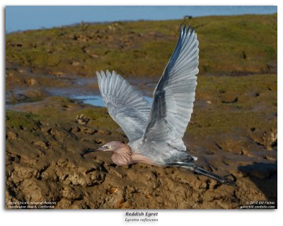 Reddish Egret in Flight Burst Sequence