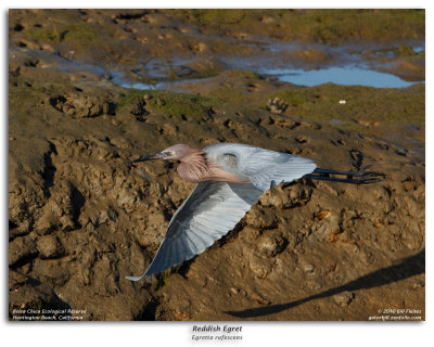 Reddish Egret in Flight Burst Sequence