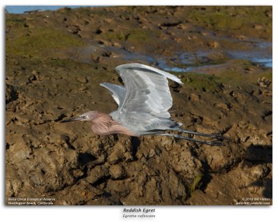 Reddish Egret in Flight Burst Sequence