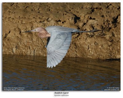 Reddish Egret in Flight Burst Sequence