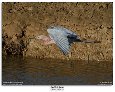 Reddish Egret in Flight Burst Sequence