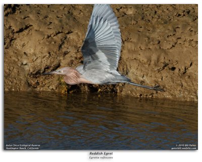 Reddish Egret in Flight Burst Sequence