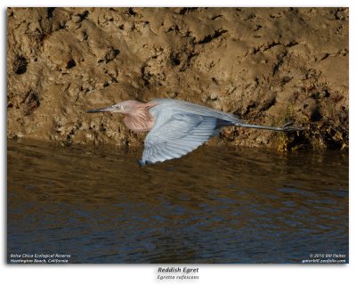 Reddish Egret in Flight Burst Sequence