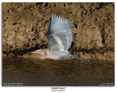 Reddish Egret in Flight Burst Sequence