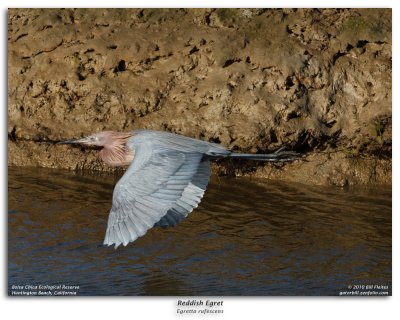 Reddish Egret in Flight Burst Sequence