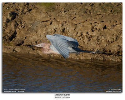 Reddish Egret in Flight Burst Sequence