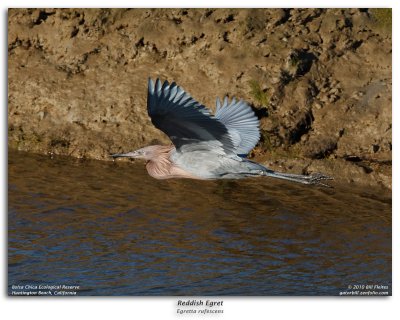 Reddish Egret in Flight