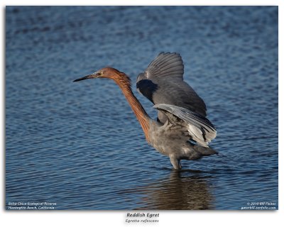 Reddish Egret Fishing