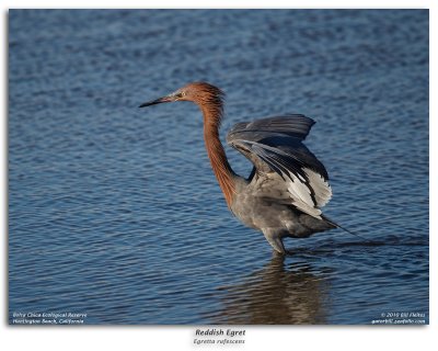 Reddish Egret Fishing