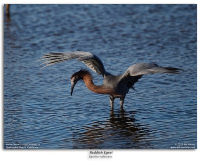 Reddish Egret Fishing