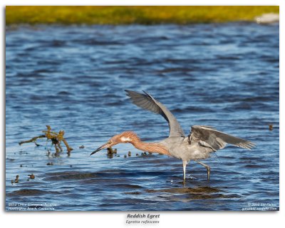 Reddish Egret Fishing